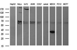 SYP / Synaptophysin Antibody - Western blot of extracts (35 ug) from 9 different cell lines by using anti-SYP monoclonal antibody (HepG2: human; HeLa: human; SVT2: mouse; A549: human; COS7: monkey; Jurkat: human; MDCK: canine; PC12: rat; MCF7: human).