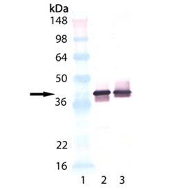 SYP / Synaptophysin Antibody - Western blot of Synaptophysin monoclonal antibody (SP15): Lane 1: MW marker; Lane 2: Mouse brain extract; Lane 3: Rat brain extract