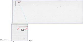 SYP / Synaptophysin Antibody - OriGene overexpression protein microarray chip was immunostained with UltraMAB anti-SYP mouse monoclonal antibody. The positive reactive proteins are highlighted with two red arrows in the enlarged subarray. All the positive controls spotted in this subarray are also labeled for clarification.
