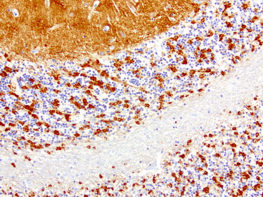 SYP / Synaptophysin Antibody - Immunohistochemical staining of paraffin-embedded human brain using anti-SYP clone UMAB112 mouse monoclonal antibody at 1:800 dilution 1mg/mL and detection with Polink2 Broad HRP DAB.requires heat-induced epitope retrieval with citrate pH6.0 in a presure cooker for 3 minutes at 110C. The image shows strong membranous and cytoplasmic staining in granular layer and purkinje cells.