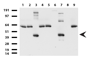 SYP / Synaptophysin Antibody - Western blot of cell lysates. (35ug) from 9 different cell lines. (1: HepG2, 2: HeLa, 3: SV-T2, 4: A549. 5: COS7, 6: Jurkat, 7: PC-12, 8: MDCK, 9: MCF7).