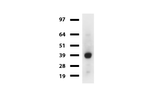 SYP / Synaptophysin Antibody - Western blot of mouse tissue lysates. (20ug) from Brain. Primary antibody diluation: 1:500. Secondary antibody dilution: Mouse TrueBlot® Ultra. (1:1000).