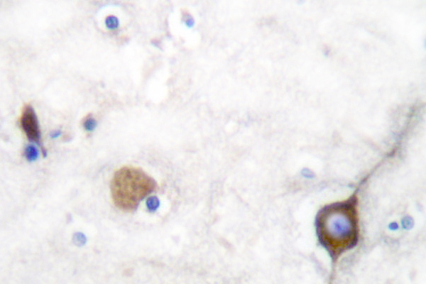 SYP / Synaptophysin Antibody - IHC of Synaptophysin (L128) pAb in paraffin-embedded human brain tissue.
