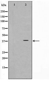 SYP / Synaptophysin Antibody - Western blot of LOVO cell lysate using Synaptophysin Antibody