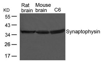 SYP / Synaptophysin Antibody - Western blot of extracts from Rat and Mouse brain tissue and C6 cells using Synaptophysin Antibody
