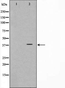 SYP / Synaptophysin Antibody - Western blot analysis on LOVO cells cell lysates using Synaptophysin antibody. The lane on the left is treated with the antigen-specific peptide.