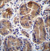 SYPL1 Antibody - SYPL1 Antibody immunohistochemistry of formalin-fixed and paraffin-embedded human stomach tissue followed by peroxidase-conjugated secondary antibody and DAB staining.
