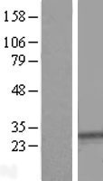 SYPL1 Protein - Western validation with an anti-DDK antibody * L: Control HEK293 lysate R: Over-expression lysate