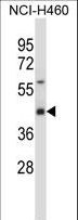SYT1 / Synaptotagmin Antibody - SYT1 Antibody western blot of NCI-H460 cell line lysates (35 ug/lane). The SYT1 antibody detected the SYT1 protein (arrow).
