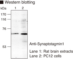 SYT1 / Synaptotagmin Antibody