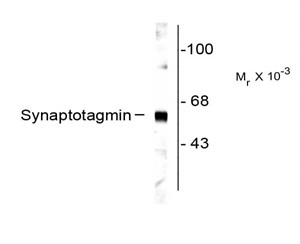 SYT1 / Synaptotagmin Antibody - Western blot of rat cortex lysate showing specific labeling of the ~65k synaptotagmin protein.