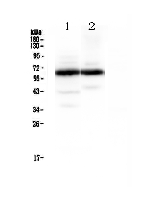 SYT1 / Synaptotagmin Antibody - Western blot - Anti-Synaptotagmin 1 Picoband antibody