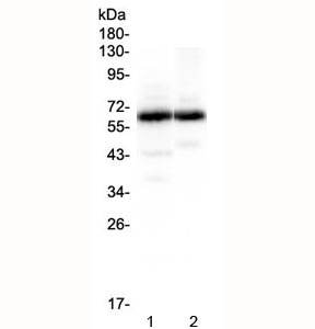 SYT1 / Synaptotagmin Antibody - Western blot testing of 1) rat brain and 2) mouse brain lysate with SYT1 antibody at 0.5ug/ml. Expected molecular weight: 48-65 kDa depending on glycosylation level.