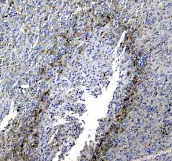 SYT1 / Synaptotagmin Antibody - IHC testing of FFPE rat brain tissue with SYT1 antibody at 1ug/ml. Required HIER: steam section in pH6 citrate buffer for 20 min and allow to cool prior to staining.