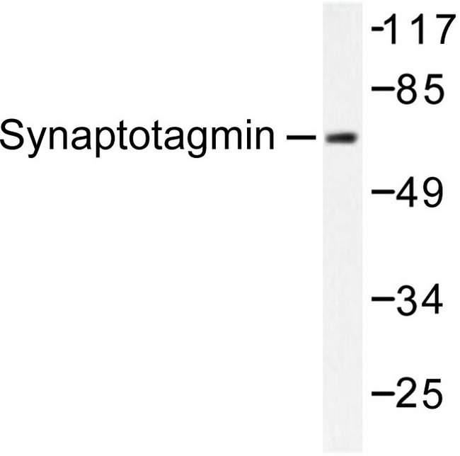 SYT1 / Synaptotagmin Antibody - Western blot of Synaptotagmin (T196) pAb in extracts from HeLa cells.