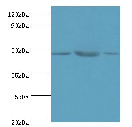 SYT11 Antibody - Western blot. All lanes: SYT11 antibody at 14 ug/ml. Lane 1: COLO205 whole cell lysate. Lane 2: mouse skeletal muscle tissue. Lane 3: MCF-7 whole cell lysate. secondary Goat polyclonal to rabbit at 1:10000 dilution. Predicted band size: 48 kDa. Observed band size: 48 kDa.