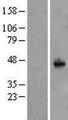 SYT11 Protein - Western validation with an anti-DDK antibody * L: Control HEK293 lysate R: Over-expression lysate