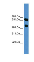 SYT16 Antibody - SYT16 antibody Western blot of HepG2 cell lysate.  This image was taken for the unconjugated form of this product. Other forms have not been tested.