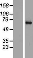 SYT16 Protein - Western validation with an anti-DDK antibody * L: Control HEK293 lysate R: Over-expression lysate