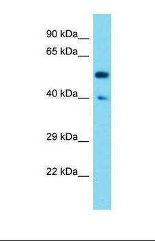 SYT17 Antibody - Western blot of Mouse Kidney. Syt17 antibody dilution 1.0 ug/ml.  This image was taken for the unconjugated form of this product. Other forms have not been tested.