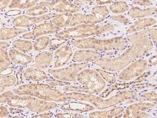SYT17 Antibody - Immunochemical staining of human SYT17 in human kidney with rabbit polyclonal antibody at 1:100 dilution, formalin-fixed paraffin embedded sections.