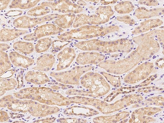 SYT17 Antibody - Immunochemical staining of human SYT17 in human kidney with rabbit polyclonal antibody at 1:100 dilution, formalin-fixed paraffin embedded sections.