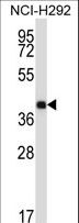 SYT2 Antibody - SYT2 Antibody western blot of NCI-H292 cell line lysates (35 ug/lane). The SYT2 antibody detected the SYT2 protein (arrow).