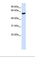 SYT3 / Synaptotagmin 3 Antibody - 293T cell lysate. Antibody concentration: 1.0 ug/ml. Gel concentration: 12%.  This image was taken for the unconjugated form of this product. Other forms have not been tested.