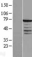 SYT3 / Synaptotagmin 3 Protein - Western validation with an anti-DDK antibody * L: Control HEK293 lysate R: Over-expression lysate