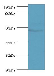SYT4 Antibody - Western blot. All lanes: SYT4 antibody at 4 ug/ml+mouse brain tissue. Secondary antibody: Goat polyclonal to rabbit at 1:10000 dilution. Predicted band size: 48 kDa. Observed band size: 48 kDa.
