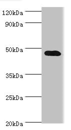SYT4 Antibody - Western blot All lanes: SYT4 antibody at 4µg/ml + Mouse brain tissue Secondary Goat polyclonal to rabbit IgG at 1/10000 dilution Predicted band size: 48, 47 kDa Observed band size: 48 kDa