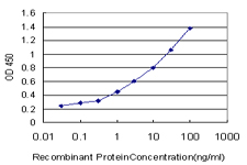 SYT4 Antibody - Detection limit for recombinant GST tagged SYT4 is approximately 0.03 ng/ml as a capture antibody.