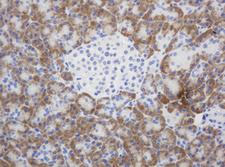 SYT4 Antibody - IHC of paraffin-embedded Human pancreas tissue using anti-SYT4 mouse monoclonal antibody. (Heat-induced epitope retrieval by 10mM citric buffer, pH6.0, 120°C for 3min).