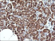 SYT4 Antibody - IHC of paraffin-embedded Human pancreas tissue using anti-SYT4 mouse monoclonal antibody.
