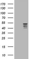 SYT4 Antibody - HEK293T cells were transfected with the pCMV6-ENTRY control (Left lane) or pCMV6-ENTRY SYT4 (Right lane) cDNA for 48 hrs and lysed. Equivalent amounts of cell lysates (5 ug per lane) were separated by SDS-PAGE and immunoblotted with anti-SYT4.