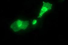 SYT4 Antibody - Anti-SYT4 mouse monoclonal antibody immunofluorescent staining of COS7 cells transiently transfected by pCMV6-ENTRY SYT4.