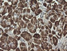 SYT4 Antibody - IHC of paraffin-embedded Human pancreas tissue using anti-SYT4 mouse monoclonal antibody. (Heat-induced epitope retrieval by 10mM citric buffer, pH6.0, 120°C for 3min).