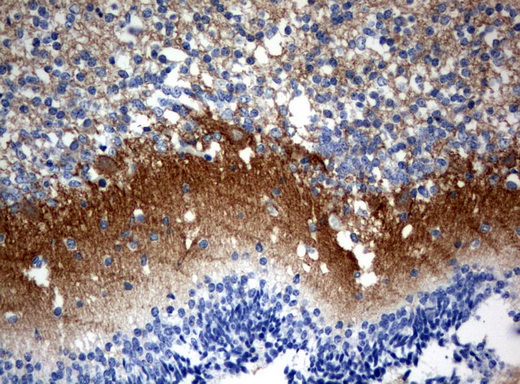 SYT4 Antibody - Immunohistochemical staining of paraffin-embedded Human embryonic cerebellum using anti-SYT4 mouse monoclonal antibody.  heat-induced epitope retrieval by 10mM citric buffer, pH6.0, 120C for 3min)
