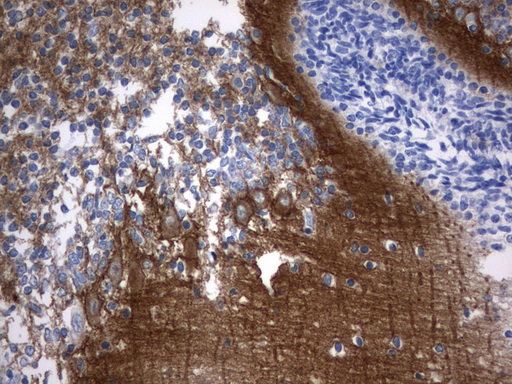 SYT4 Antibody - Immunohistochemical staining of paraffin-embedded Human embryonic cerebellum using anti-SYT4 mouse monoclonal antibody.  heat-induced epitope retrieval by 1 mM EDTA in 10mM Tris, pH8.0, 120C for 3min)