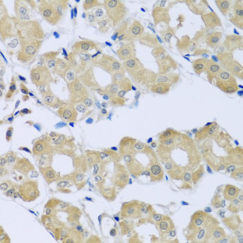 SYT4 Antibody - Immunohistochemistry of paraffin-embedded human stomach using SYT4 antibody at dilution of 1:100 (x40 lens).
