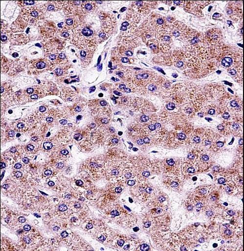 SYT6 / Synaptotagmin 6 Antibody - SYT6 Antibody immunohistochemistry of formalin-fixed and paraffin-embedded human liver tissue followed by peroxidase-conjugated secondary antibody and DAB staining.
