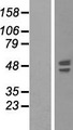 SYT6 / Synaptotagmin 6 Protein - Western validation with an anti-DDK antibody * L: Control HEK293 lysate R: Over-expression lysate