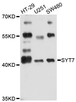 SYT7 / Synaptotagmin 7 Antibody - Western blot analysis of extracts of various cell lines, using SYT7 antibody at 1:3000 dilution. The secondary antibody used was an HRP Goat Anti-Rabbit IgG (H+L) at 1:10000 dilution. Lysates were loaded 25ug per lane and 3% nonfat dry milk in TBST was used for blocking. An ECL Kit was used for detection and the exposure time was 10s.