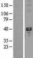 SYT7 / Synaptotagmin 7 Protein - Western validation with an anti-DDK antibody * L: Control HEK293 lysate R: Over-expression lysate