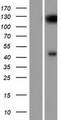 SYT8 Protein - Western validation with an anti-DDK antibody * L: Control HEK293 lysate R: Over-expression lysate