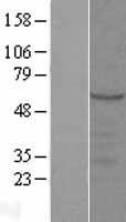 SYT9 / Synaptotagmin 9 Protein - Western validation with an anti-DDK antibody * L: Control HEK293 lysate R: Over-expression lysate