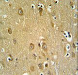 SYTL2 / SLP2 Antibody - SYTL2 Antibody IHC of formalin-fixed and paraffin-embedded brain tissue followed by peroxidase-conjugated secondary antibody and DAB staining.