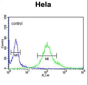 SYTL2 / SLP2 Antibody - SYTL2 Antibody flow cytometry of HeLa cells (right histogram) compared to a negative control cell (left histogram). FITC-conjugated goat-anti-rabbit secondary antibodies were used for the analysis.