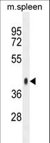 SYTL3 Antibody - SYTL3 Antibody western blot of mouse spleen tissue lysates (35 ug/lane). The SYTL3 antibody detected the SYTL3 protein (arrow).