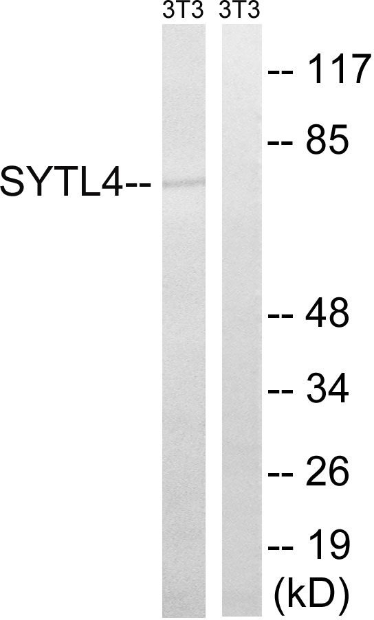 SYTL4 / Granuphilin Antibody - Western blot analysis of lysates from NIH/3T3 cells, using SYTL4 Antibody. The lane on the right is blocked with the synthesized peptide.